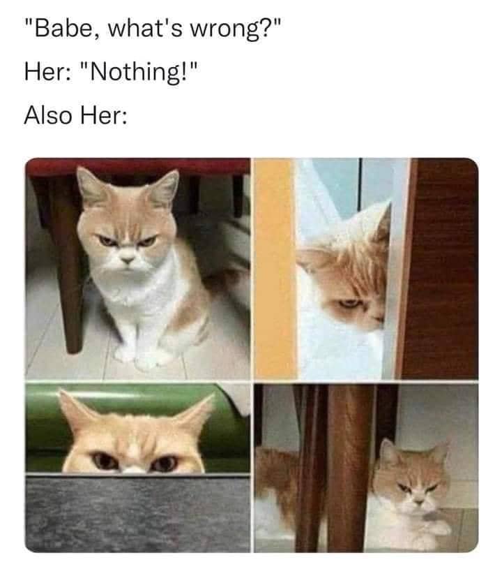 meme kucing tentang hubungan