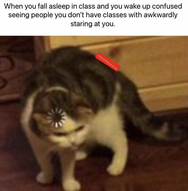 meme kucing tentang momen canggung