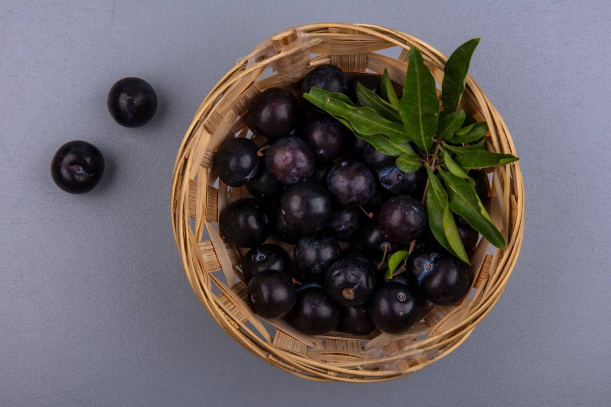 ilustrasi acai berry dalam keranjang
