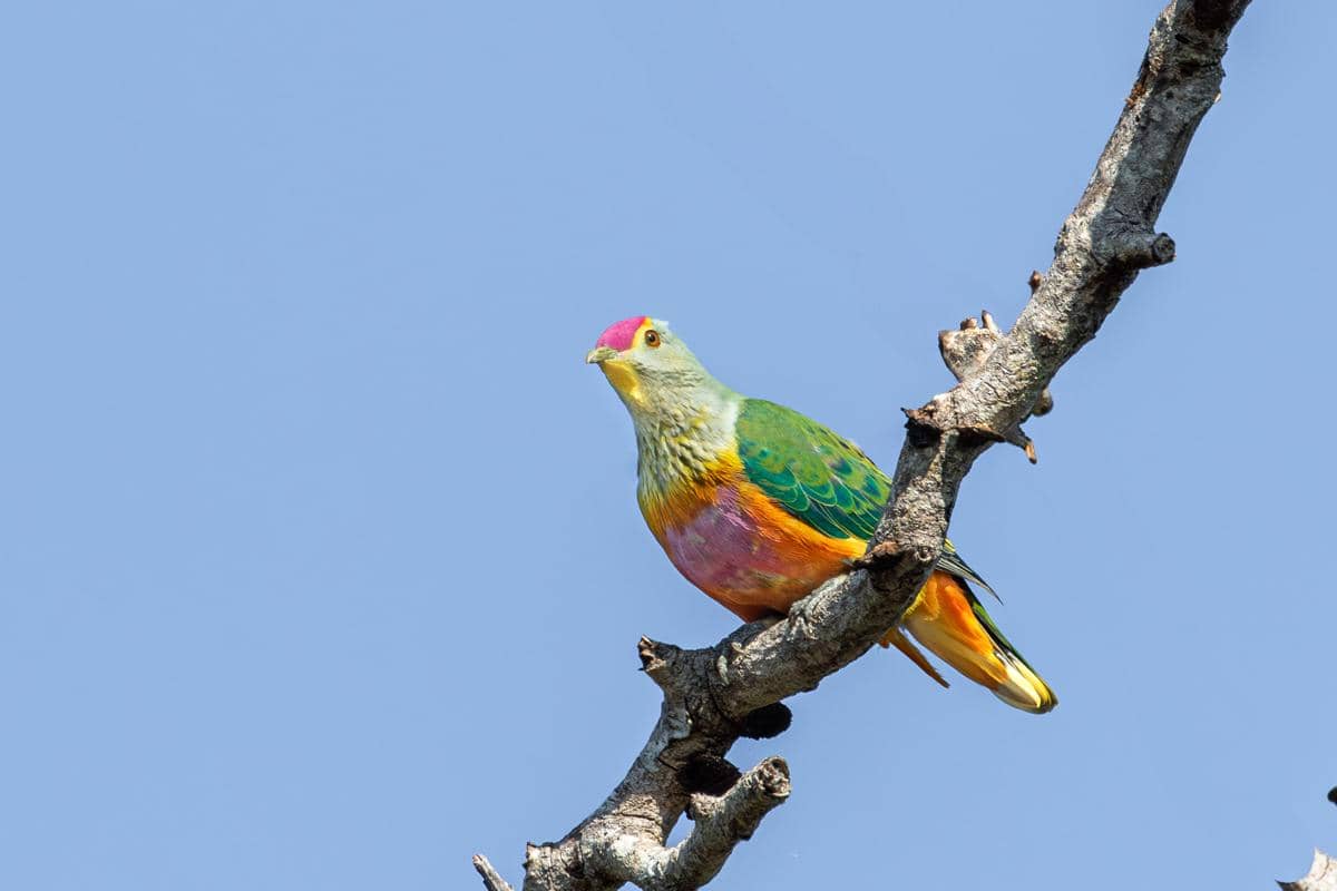 5 Fakta Walik Ratu, Burung Cantik dengan Mahkota Merah Muda