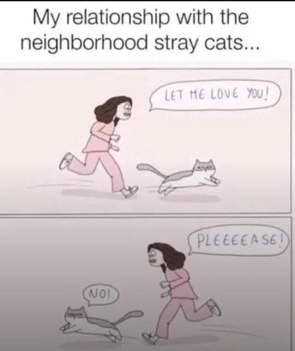 meme kucing tentang hubungan