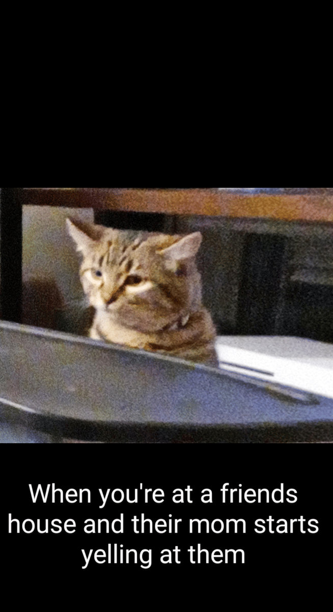 meme kucing tentang momen canggung