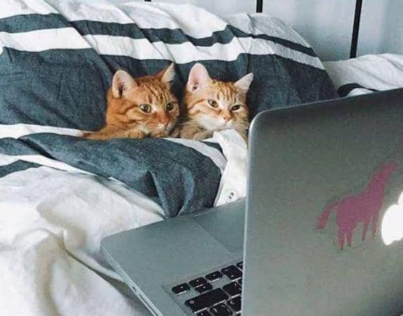 meme kucing tentang hubungan