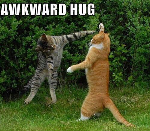 meme kucing tentang momen canggung