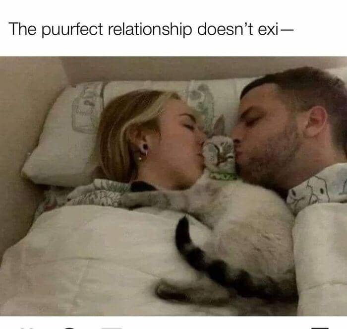 meme kucing tentang hubungan