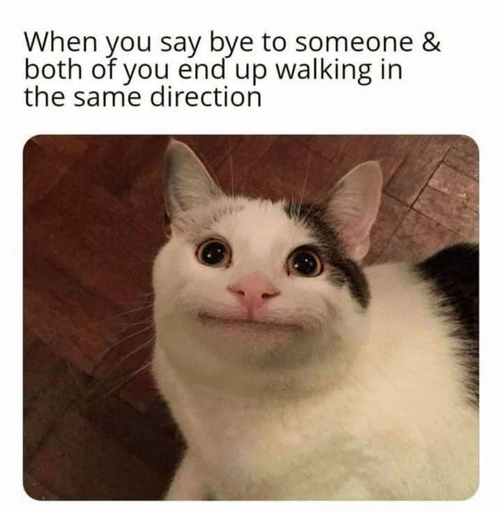 meme kucing tentang momen canggung