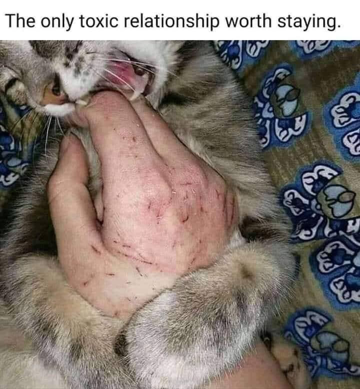 meme kucing tentang hubungan