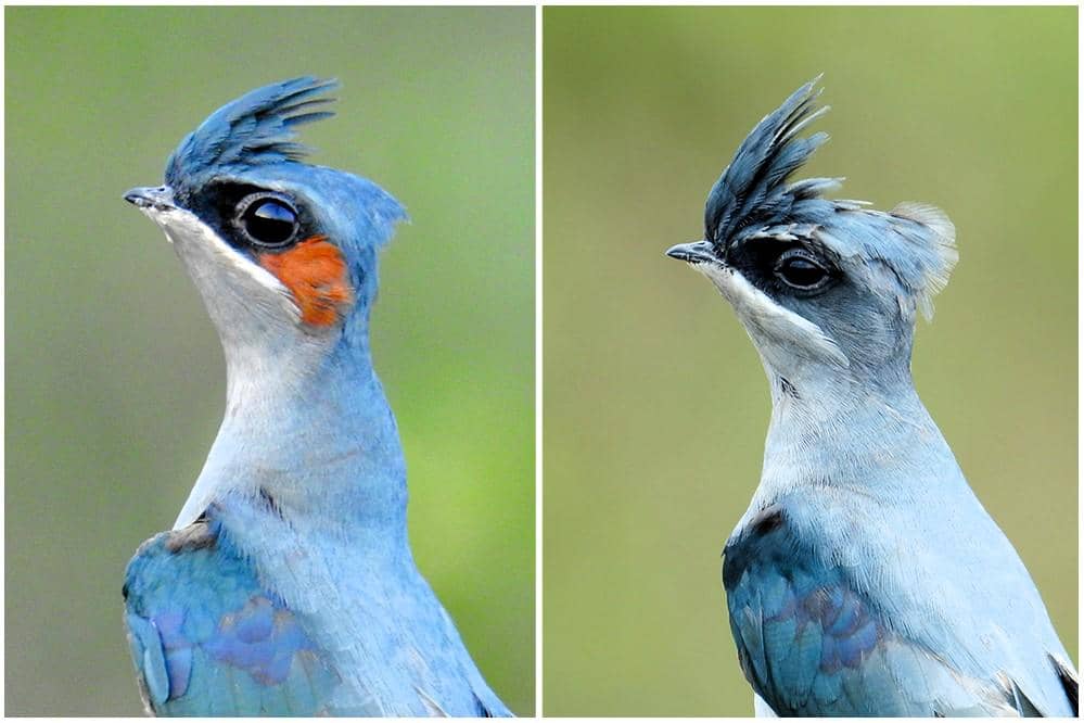 7 Fakta Unik Burung Tepekong, Benarkah Kerabat Burung Kolibri?