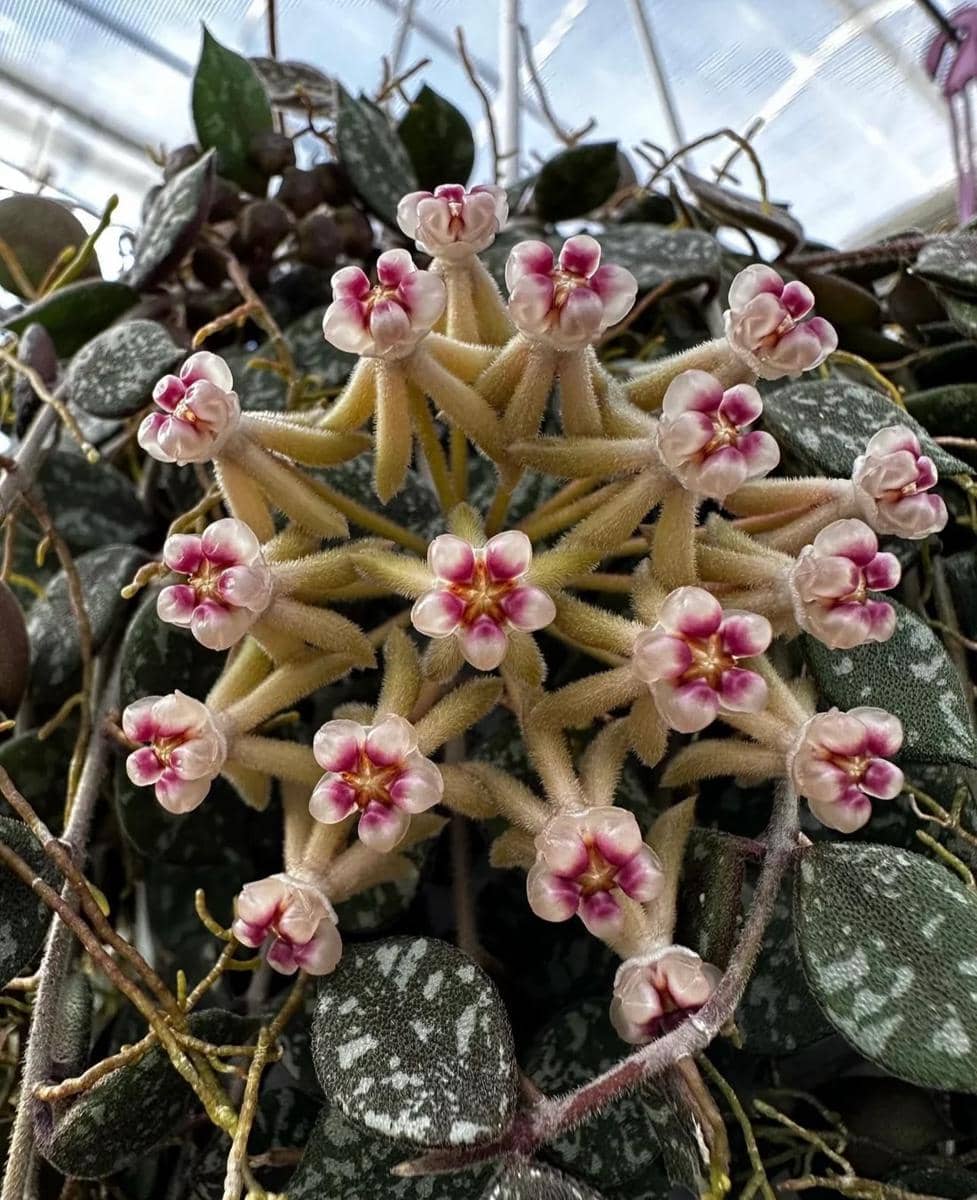 ilustrasi hoya curtisii