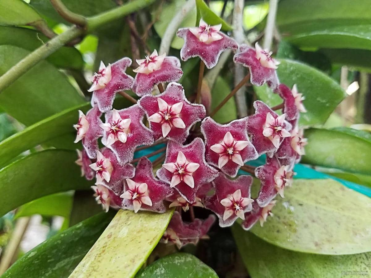 ilustrasi hoya pubicalyx