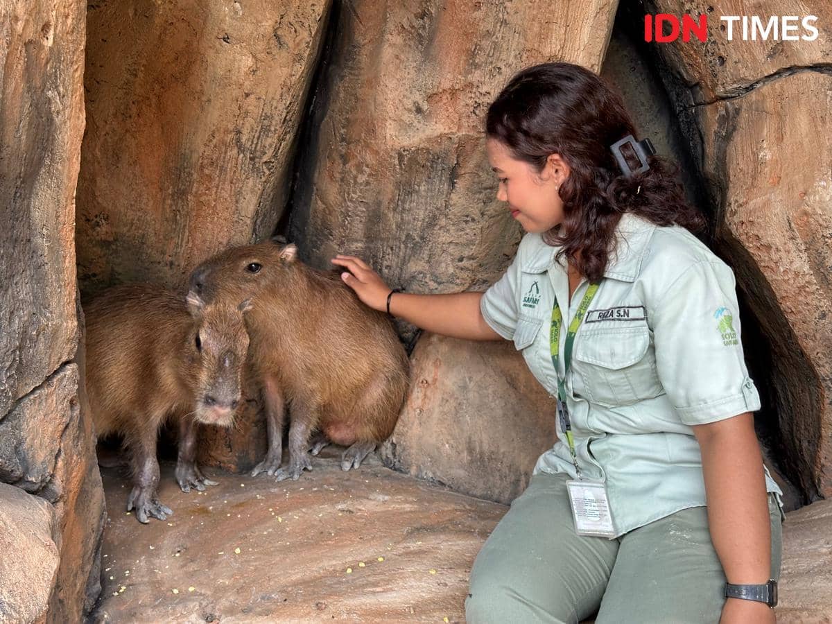 Capybara Viral Sekarang Ada di Solo Safari, Sudah Kenal Dion dan Zayn?