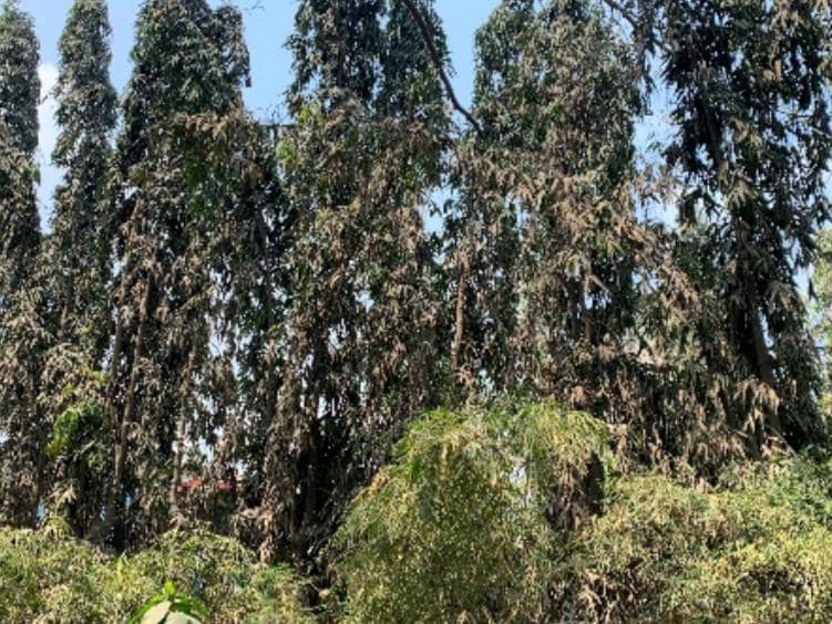 Walhi Lampung Desak Pemerintah Usut Debu Industri Cemari Warga Panjang