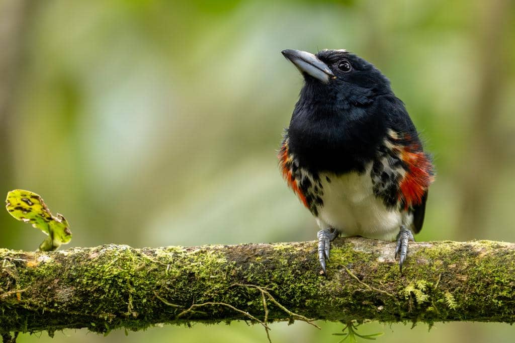 Burung Capito maculicoronatus