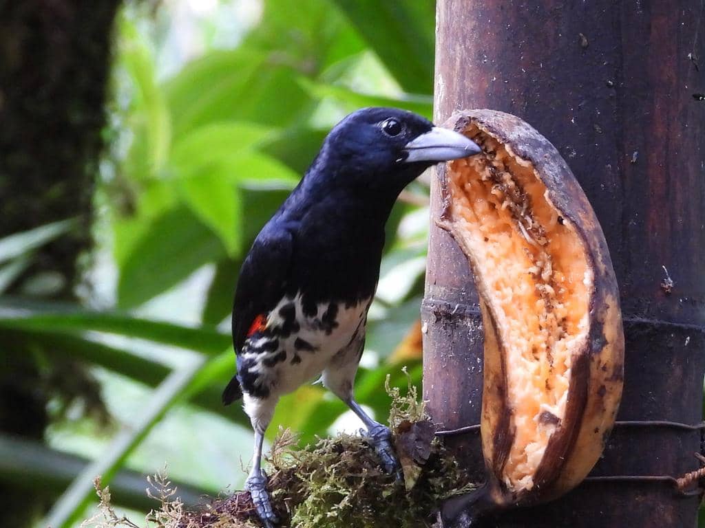 Burung Capito maculicoronatus