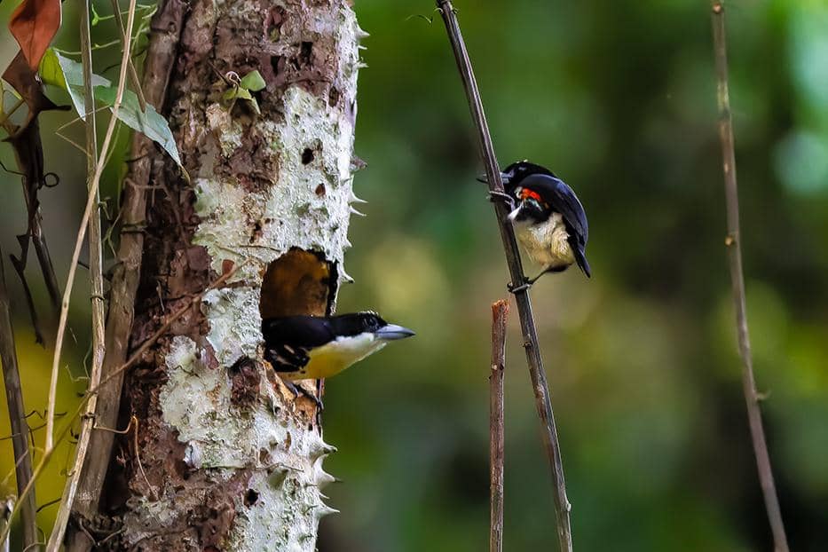 Burung Capito maculicoronatus