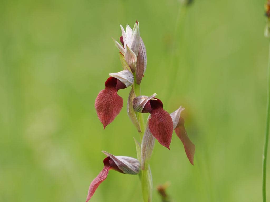 5 Fakta Heart Flowered Serapias, Anggrek Unik dari Kawasan Mediterania