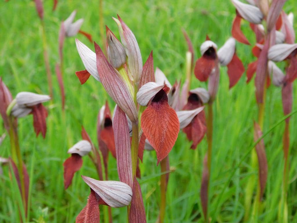 Bunga Serapias cordigera