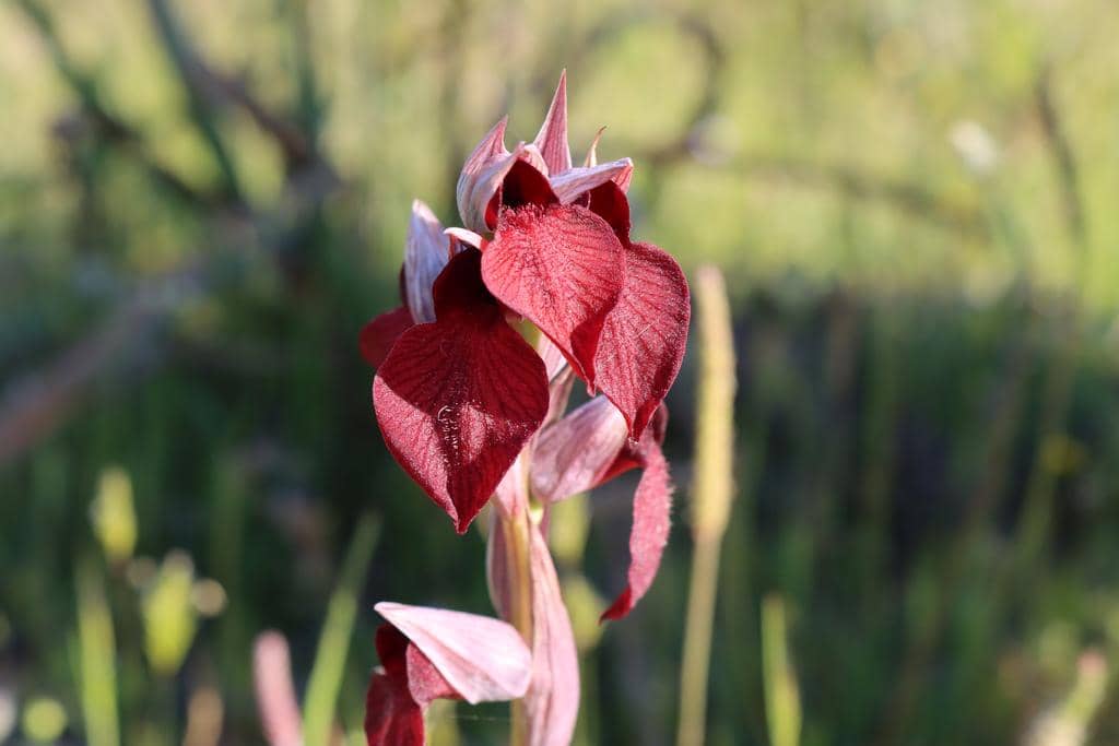 Bunga Serapias cordigera