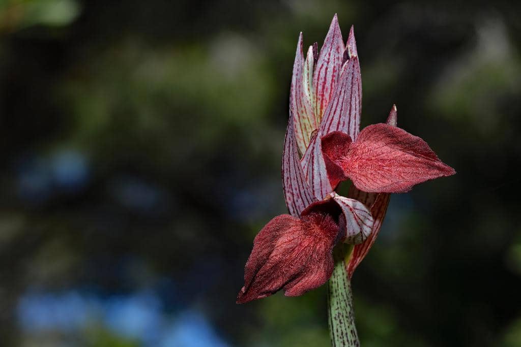 Bunga Serapias cordigera