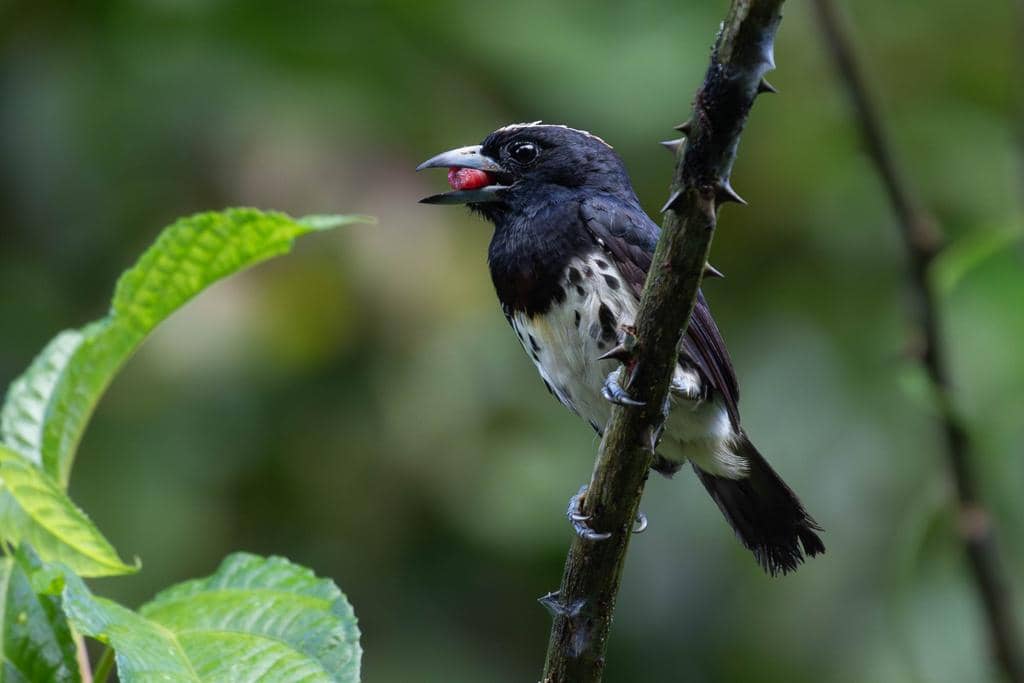 Burung Capito maculicoronatus