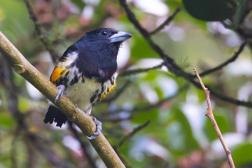 Burung Capito maculicoronatus