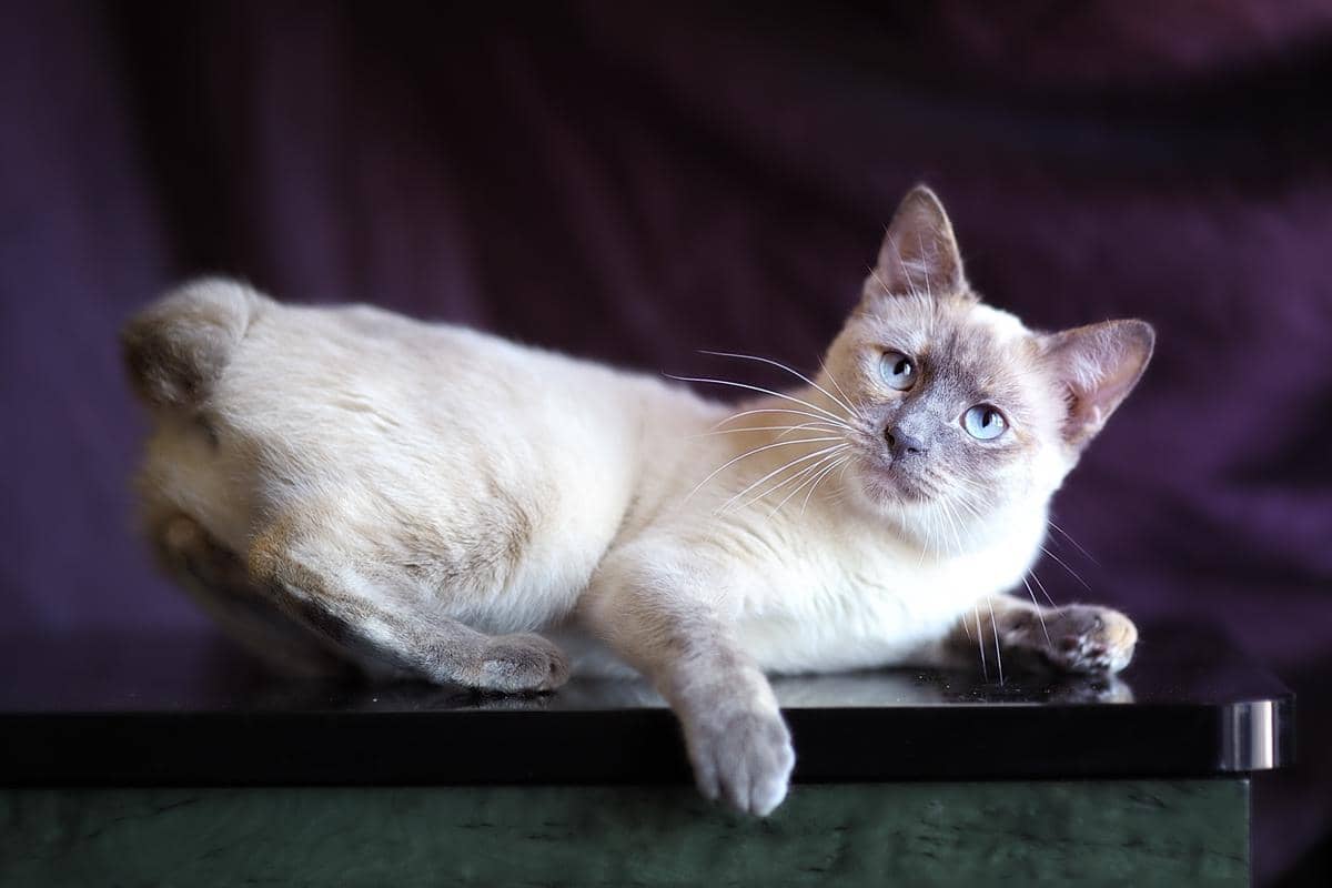 Kucing Bobtail