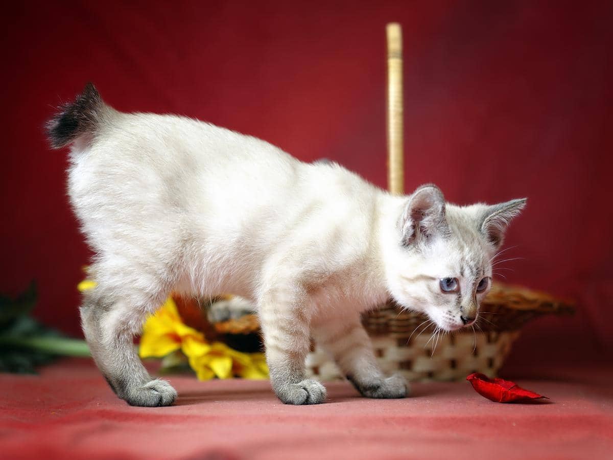 Kucing Bobtail