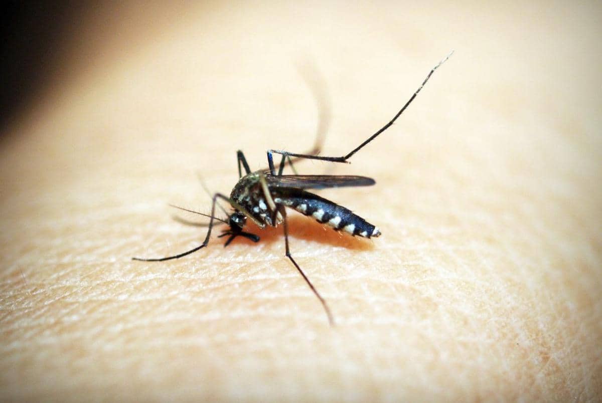 Korsel Rilis Peringatan Malaria usia Temukan Parasit di Nyamuk