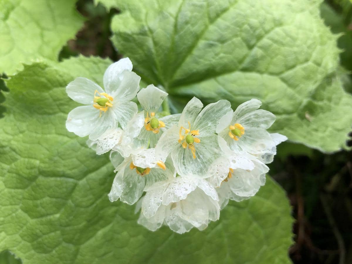 kelopak skeleton flower menjadi transparan saat terkena air