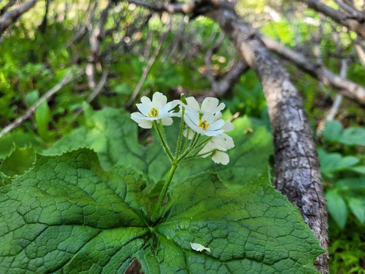 skeleton flower tumbuh di lingkungan hutan yang teduh dan lembap