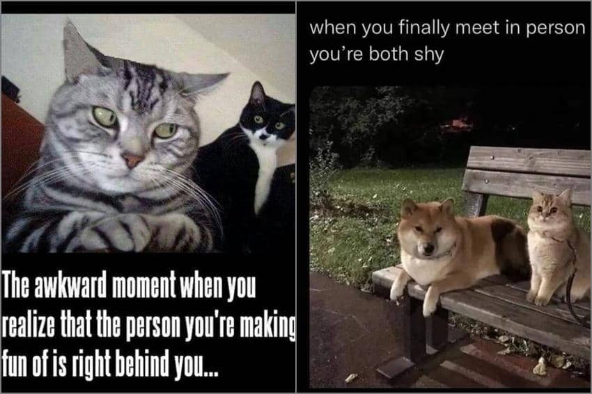 8 Meme Kucing tentang Momen Canggung, kok Kayak Pernah Ngalamin?