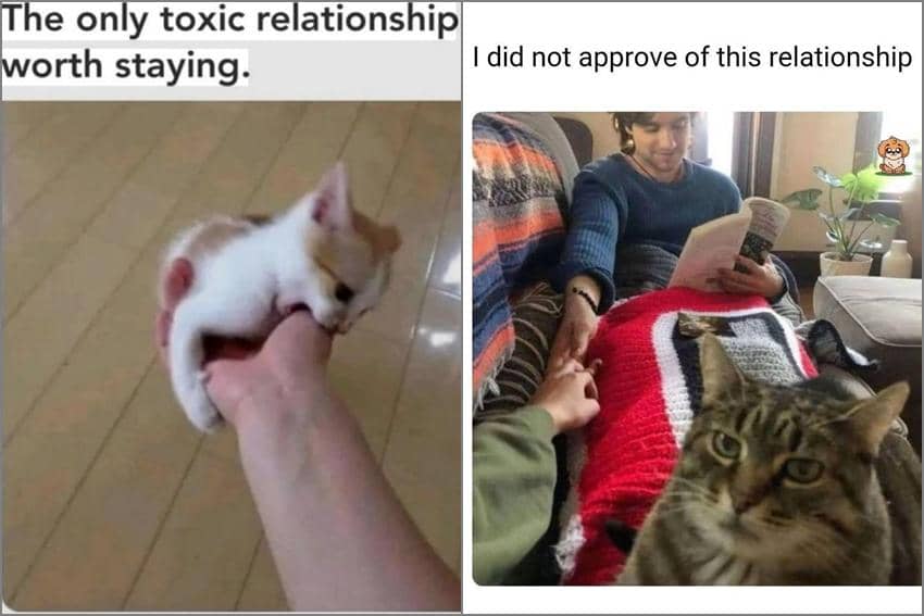 8 Meme Kucing tentang Hubungan, Toksik kok Masih Lanjut?