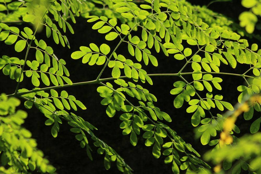 ilustrasi daun kelor