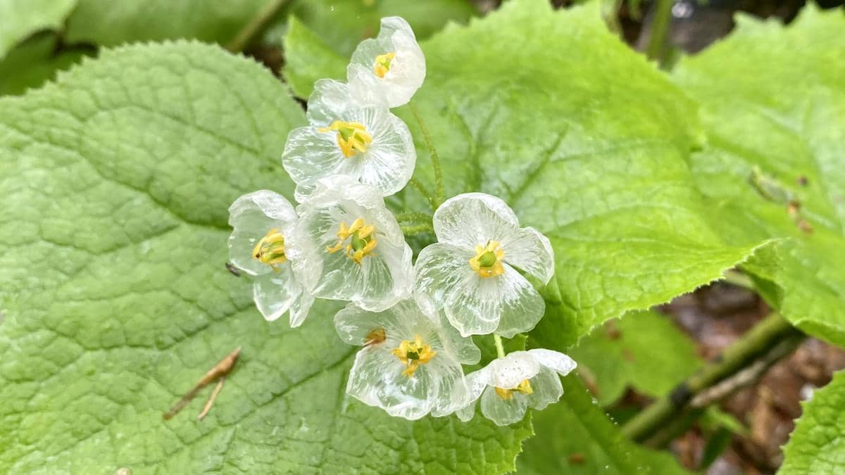 5 Fakta Skeleton Flower, Kelopaknya Bisa Berubah Menjadi Transparan