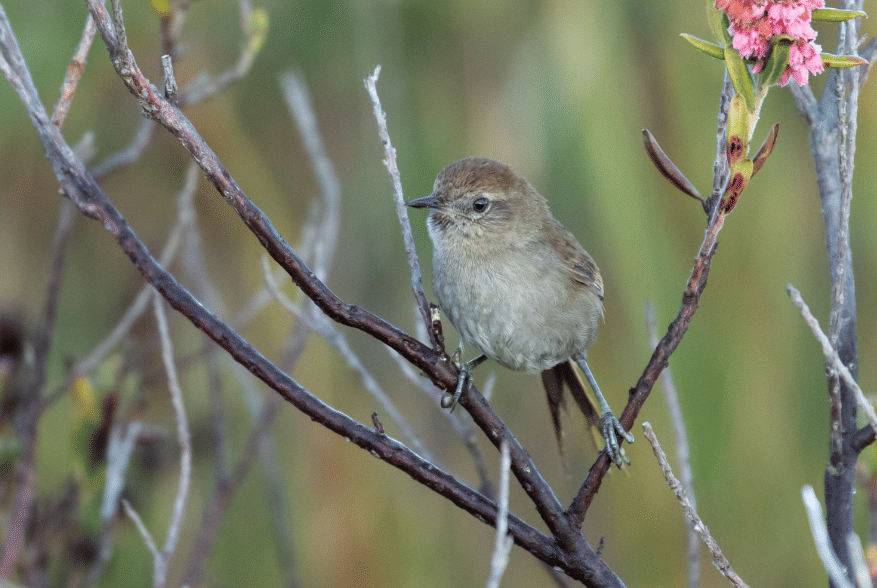perija thistletail