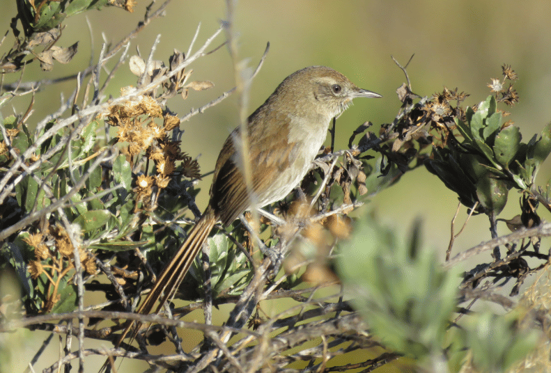 perija thistletail