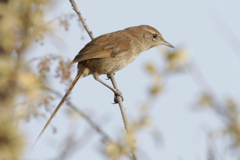 perija thistletail
