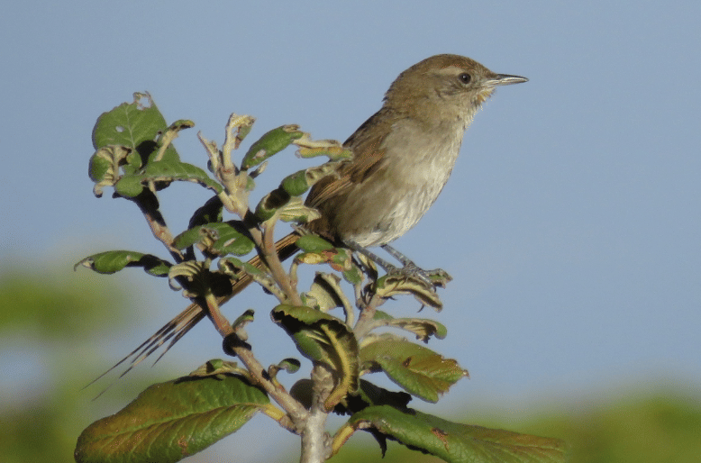 perija thistletail