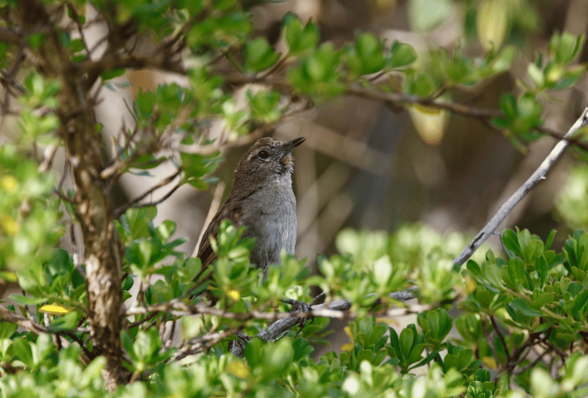 perija thistletail