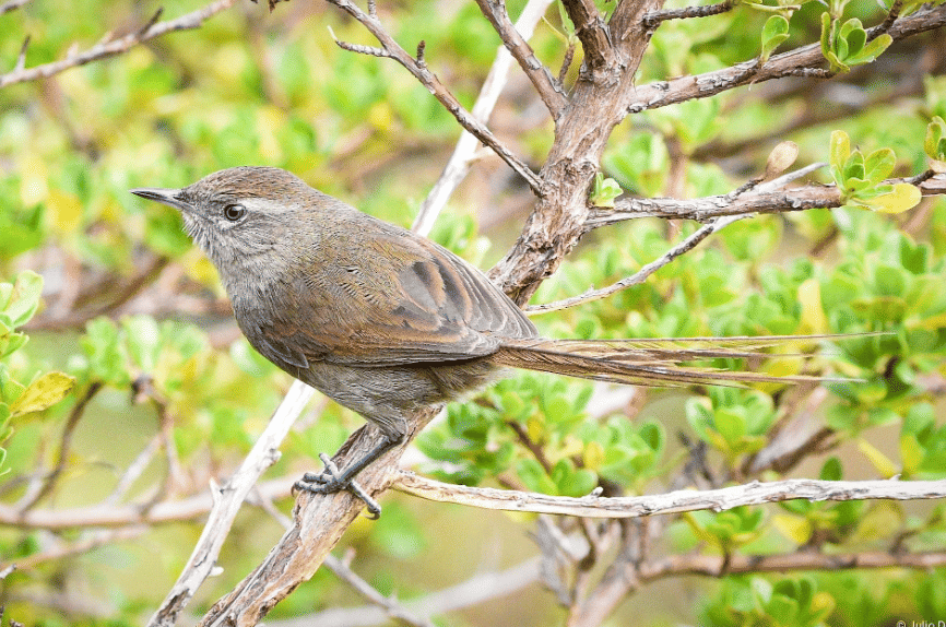 5 Fakta Perija Thistletail, Burung Unik dengan Ekor Menawan dari Andes