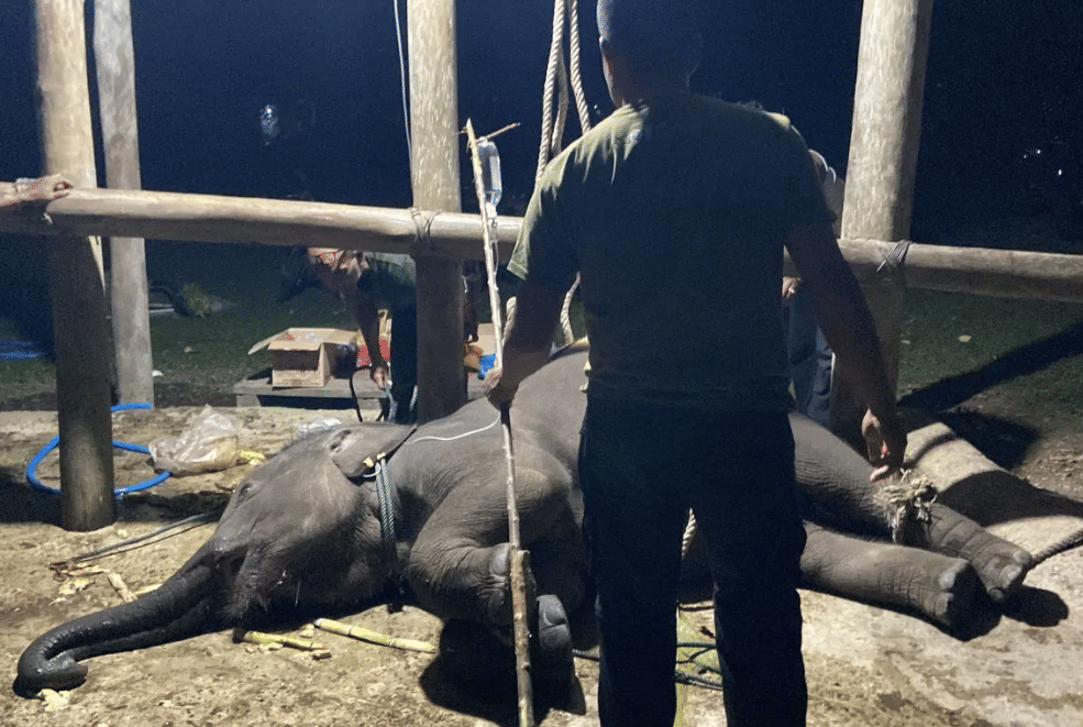 Kemenhut Ungkap Kronologi Gajah Yuna di Aceh Mati Terinfeksi Virus