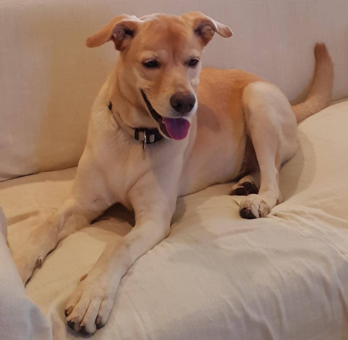 John Wick, anjing Labrador milik warga Sorowajan, Jomblangan, Banguntapan, Kabupaten Bantul mati setelah makan daging ayam. (Dokumentasi pemilik John Wick)