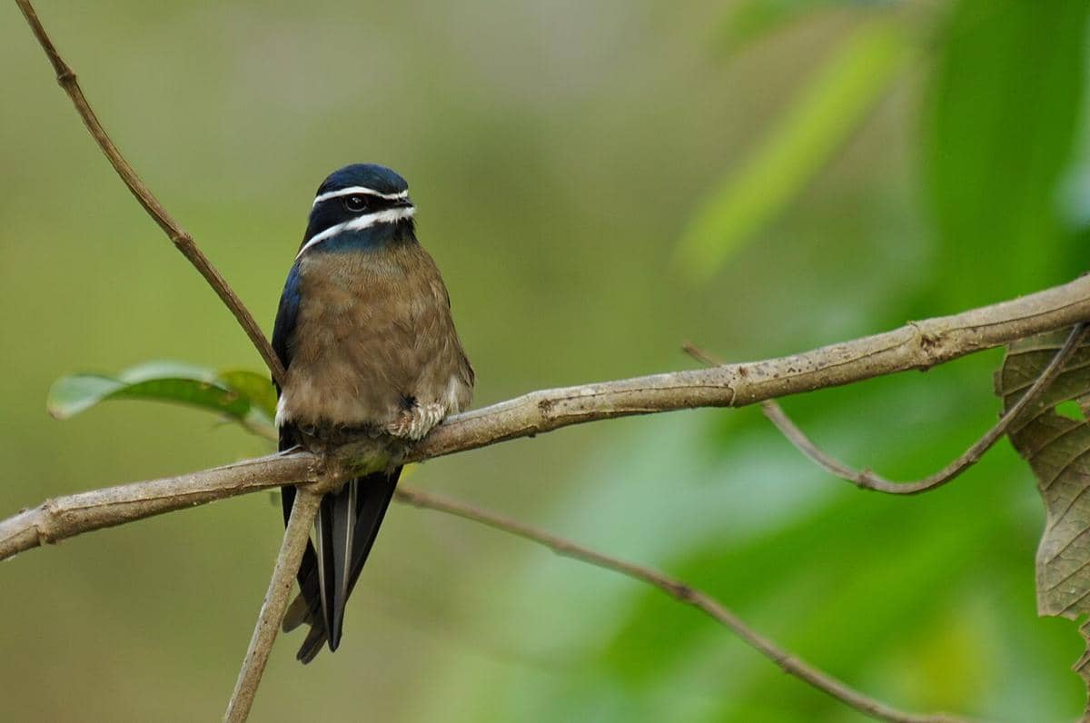 Burung tepekong kumis bertengger di pohon.