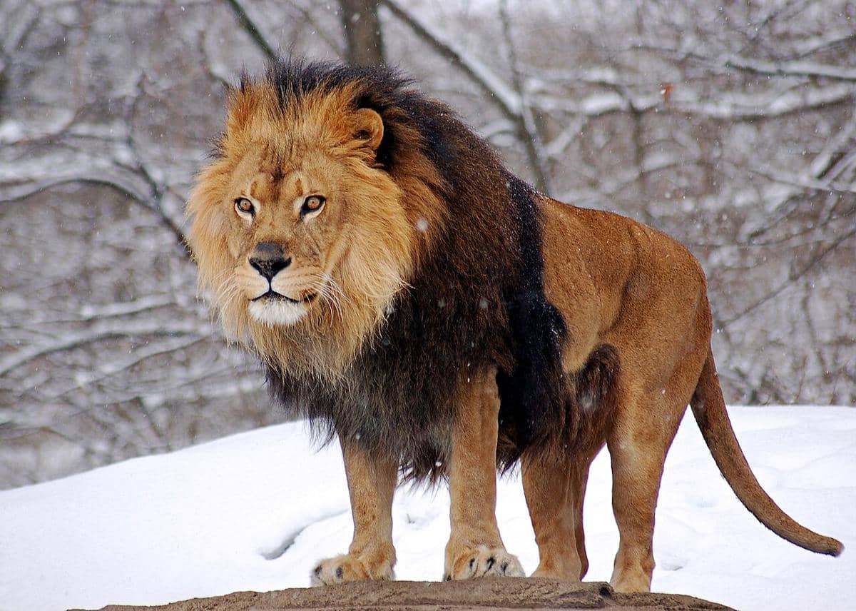 ilustrasi singa barbary