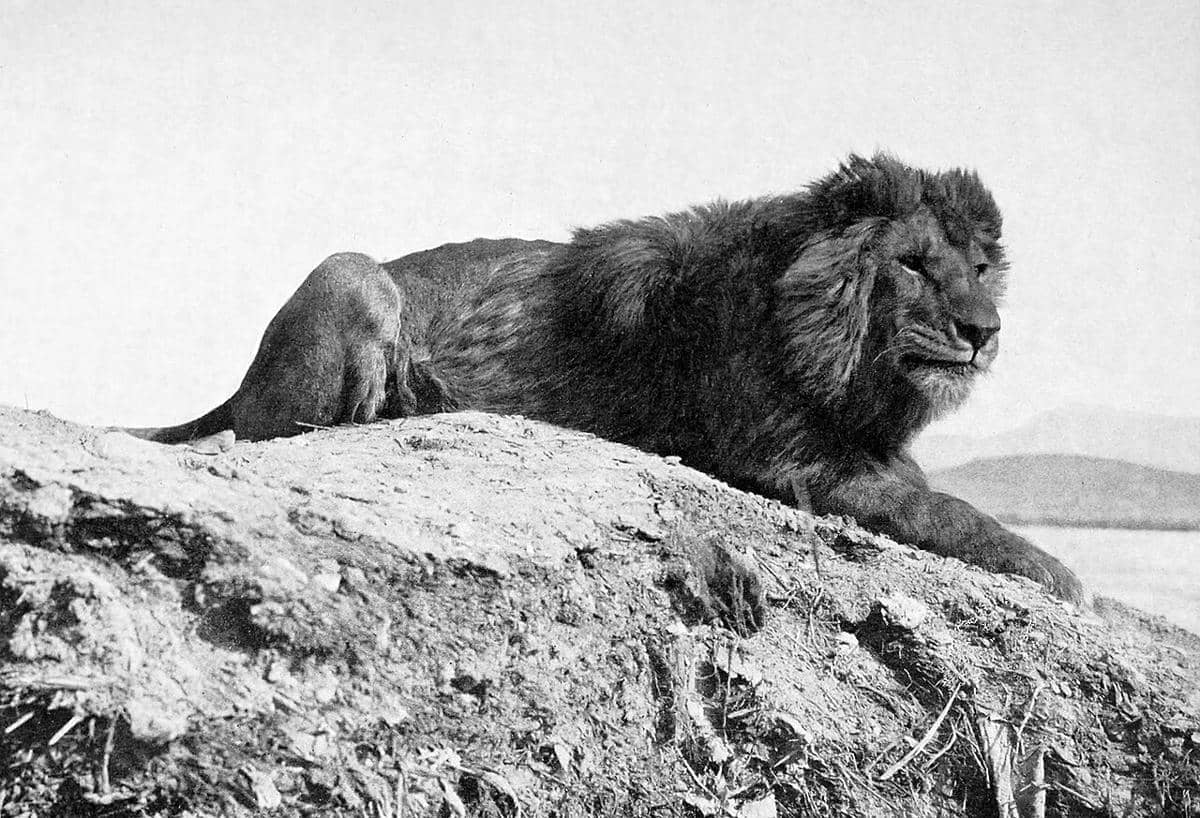 5 Fakta Unik Singa Barbary yang Musnah dari Alam Liar Maroko