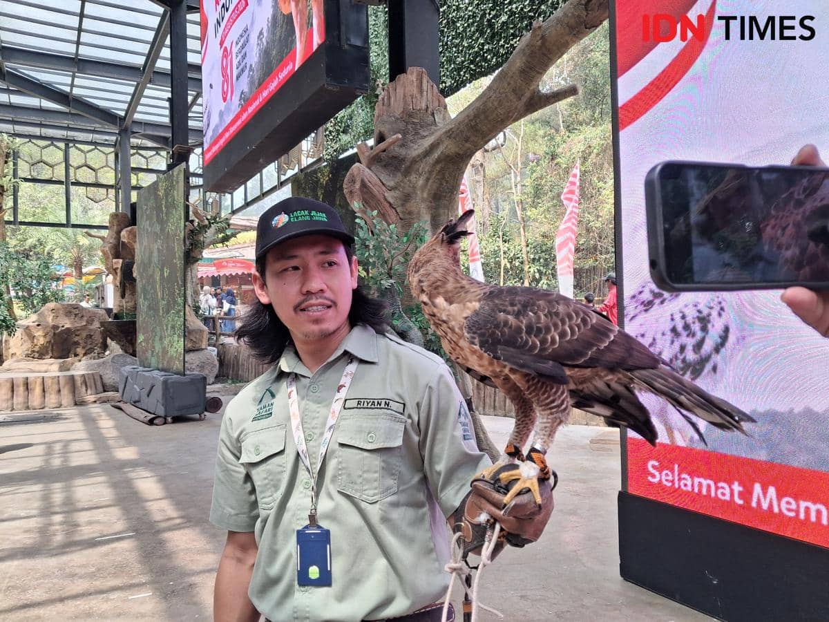 Rekor! Satwa Langka Elang Jawa Garuda di TSI Sukses Rawat Anak Secara Alami