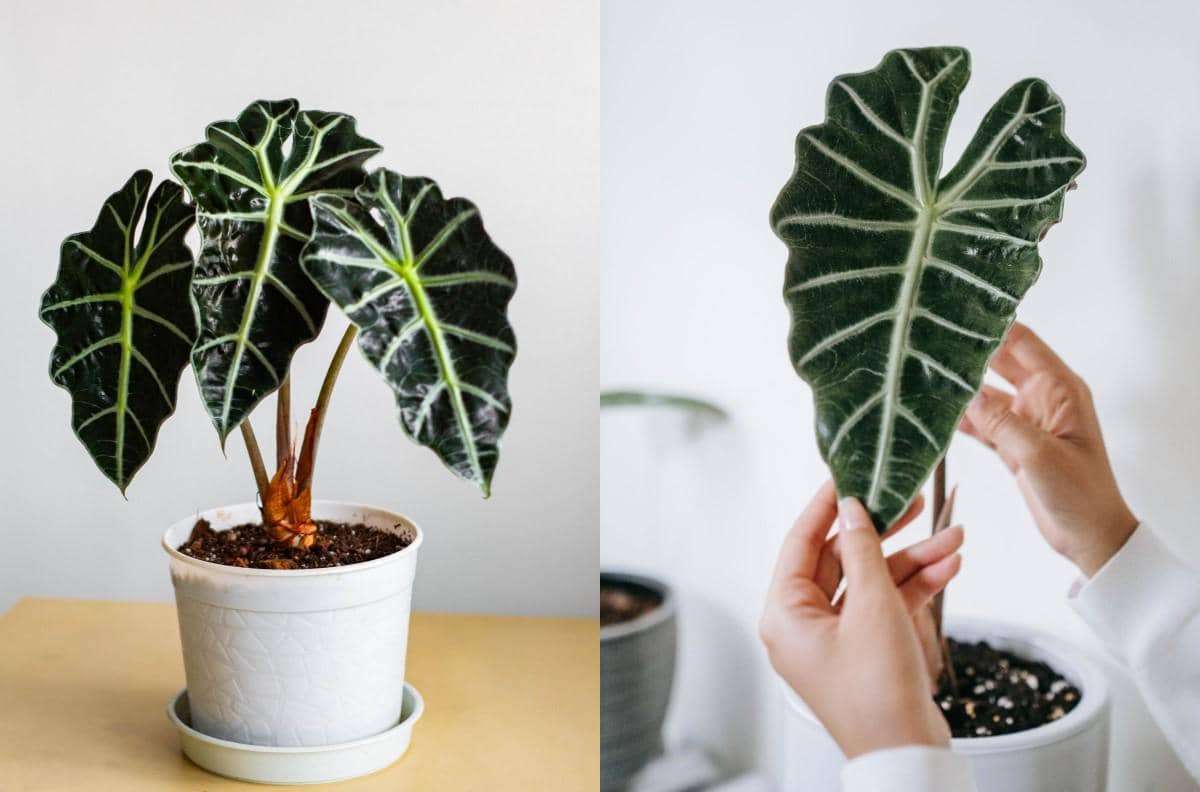 Ilustrasi tanaman Alocasia Polly