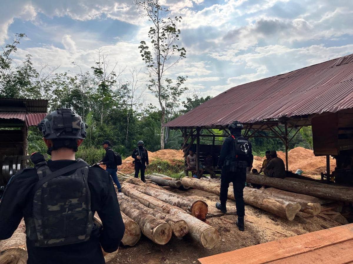 DPO Sejak 2024, 'Ratu' Ilegal Logging Riau Ditangkap