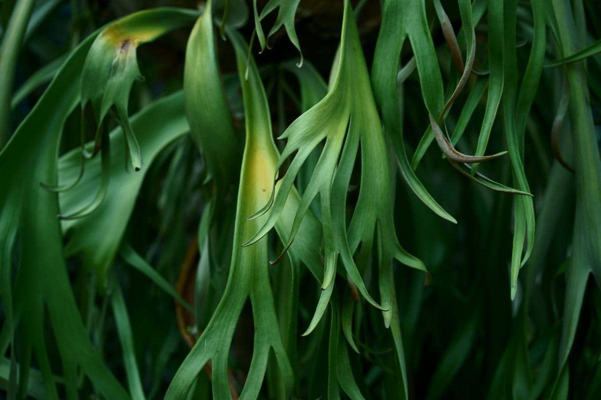 Ilustrasi tanaman Staghorn Fern