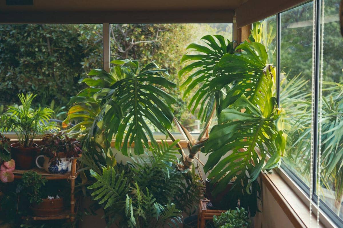 Ilustrasi tanaman Monstera Deliciosa
